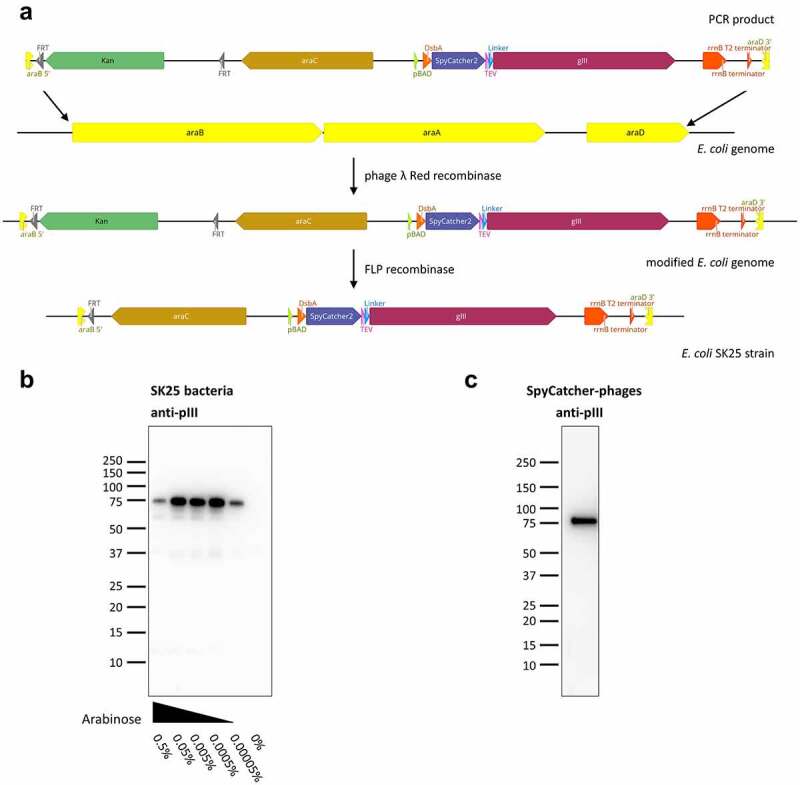 Generation of E. coli SK25 for SpyDisplay using λ red recombination. A shows the use of phage λ Red recombinase to replace the araBAD genes of TG1 E. coli with a SpyCatcher-pIII-containing cassette, followed by excision of a kanamycin resistance gene by FLP recombinase, resulting in E. coli SK25. B shows the expression of SpyCatcher-pIII in SK25 using different concentrations of arabinose for induction by immunoblotting. SpyCatcher-pIII expression increases with increasing arabinose-concentrations, having comparable levels of expression in a range from 0.0005% to 0.05% and showing decreased expression when exceeding concentrations of 0.5%. C shows the production of phages by infecting SK25 with Hyperphage by detecting the presence of SpyCatcher-pIII in these phages by immunoblotting.