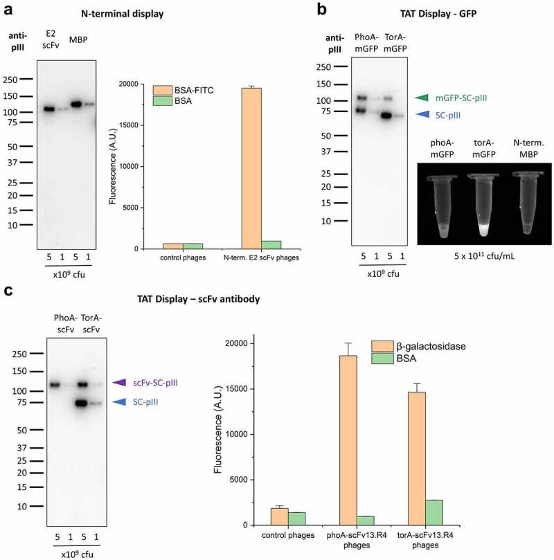 N-terminal display and display mediated via the TAT pathway using SpyDisplay. A (left) shows the use of immunoblotting for detection of phages displaying the E2 scFv or MBP with an N-terminal SpyTag. The results confirm the correct assembly of phages using N-terminal display. A (right) shows an ELISA to test the binding of polyvalent SpyDisplay phages displaying the E2 scFv with an N-terminal SpyTag to control or cognate antigens. The results indicate a target specific binding of the Fab-phages and no binding to the negative control. B (left) shows the use of immunoblotting and fluorescence imaging to test the expression of mGFP-SpyTag with a PhoA or TorA leader peptide on polyvalent SpyDisplay phages. The results of the immunoblot confirm the correct assembly of mGFP-phages for both setups, with the TorA-mGFP phages showing a slightly lower display rate than the PhoA-mGFP phages. B (right) is a fluorescence image of microcentrifuge tubes with an equal volume and titer of phages which shows that TorA-mGFP phages exhibit strong fluorescence in comparison to the PhoA-mGFP phages, which are only a weakly fluorescent. C (left) shows the use of immunoblotting for detection of phages displaying scFv13.R4-SpyTag with a PhoA or TorA leader peptide to control or cognate antigens. The results confirm the correct assembly of scFv-phages for both setups, with the TorA-scFv phages showing a much lower display rate than the PhoA-scFv phages. C (right) shows an ELISA to test the binding of polyvalent SpyDisplay phages displaying scFv13.R4-SpyTag with a PhoA or TorA leader peptide to BSA control or beta-galactosidase. The results indicate a target specific binding of the Fab-phages and no or only weak background binding on the respective controls.