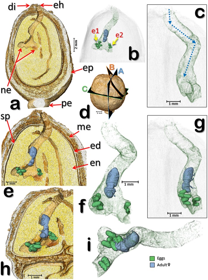 Figure 7