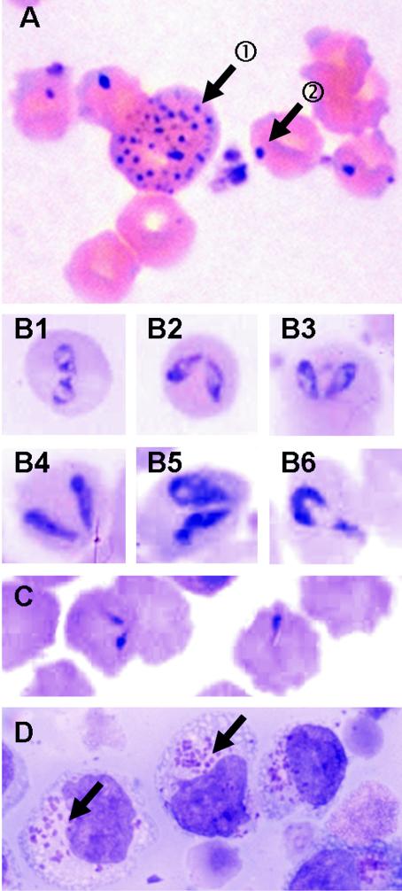 FIG. 2.