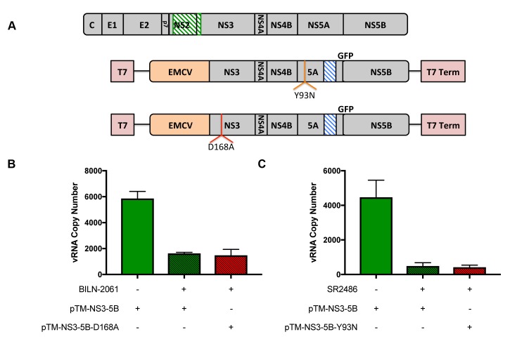 Figure 3—figure supplement 2.