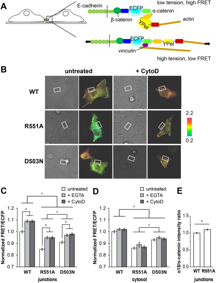 FIGURE 4: