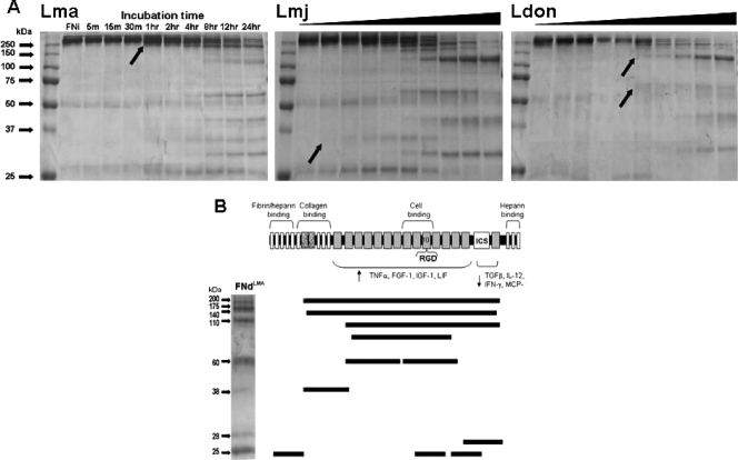 FIG. 3.