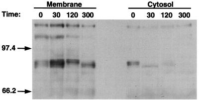 FIG. 7