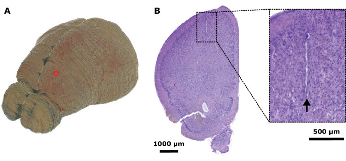 Figure 1—figure supplement 1.