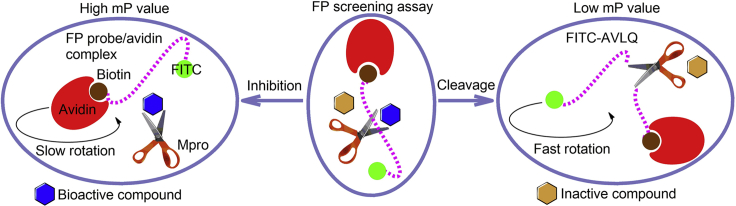 Figure 1