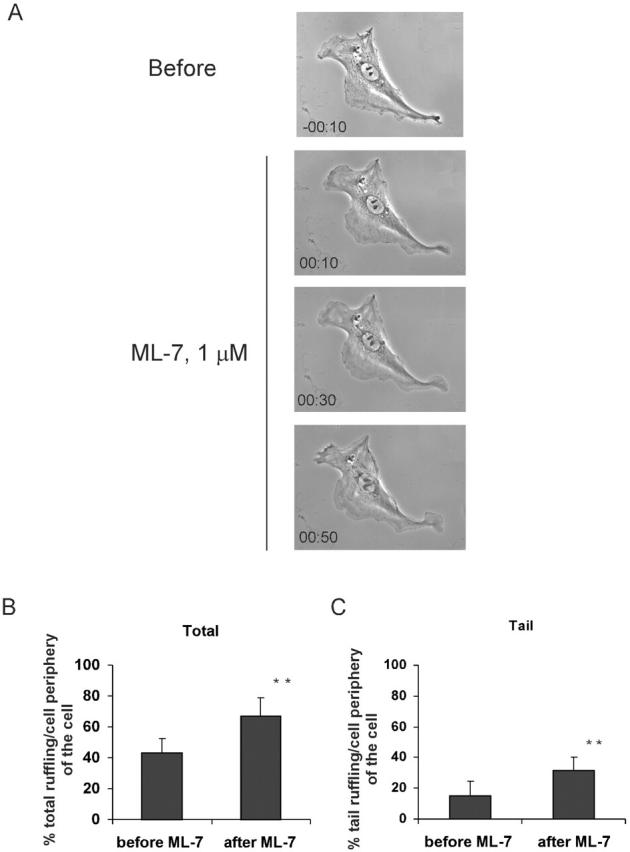 Fig. 9.