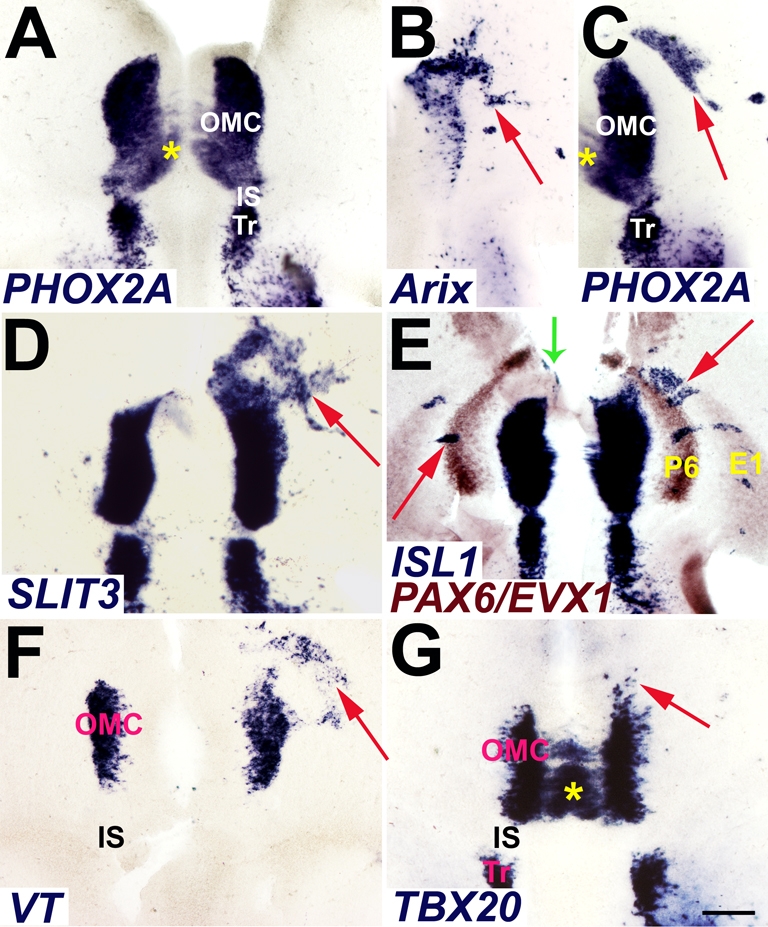 Fig. 5.