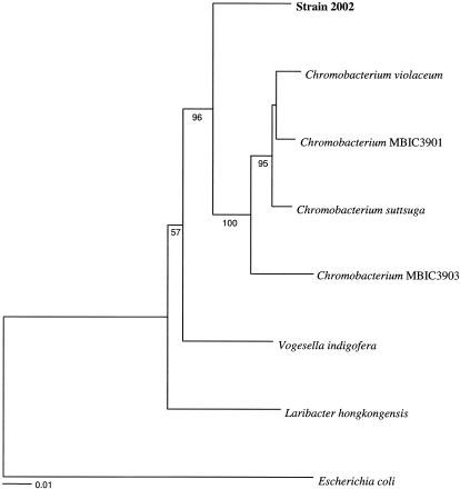 FIG. 2.