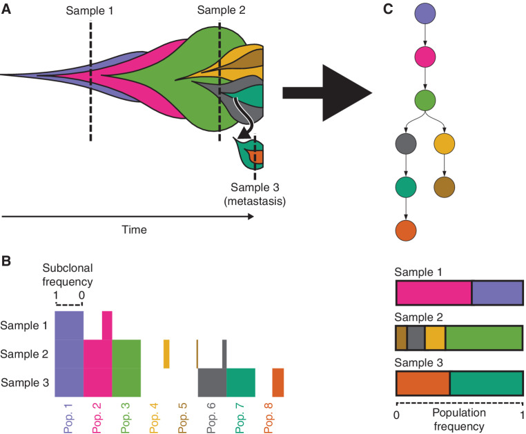 Figure 1. Construction of clone trees from multiple cancer samples. A, Schematic illustrates cancer development under the clonal evolution model. Each color represents a genetically distinct subpopulation. Each subpopulation emerges within the mass of its parent. The leftmost point for a subpopulation denotes the cell that was its most recent common ancestor. Dashed vertical lines indicate when and where cancer samples were taken. The relative abundance of each subpopulation in a cancer sample, including any nested descendent subpopulations composing a subclone, is represented by the height of that subpopulation or subclone along the sample's dashed line. B, Horizontal bar plot showing idealized input to clone tree reconstruction algorithms. Bar length indicates the subclonal frequency of each subpopulation and its descendants (column) in each sequenced sample (row). The clonal evolution model asserts that a subpopulation's point mutations are inherited by its descendants. Consequently, mutation VAFs in DNA sequencing data provide estimates of subclonal frequencies, corresponding to the proportion of cells that originated from a subclonal population and its descendants. C, Clone tree representing the ancestry of subpopulations (top). Nodes indicate subpopulations. Arrows extend from each subpopulation to its direct descendants. Inferred frequencies of each subpopulation in each sample are based on the clone tree and mutation frequency data (bottom).