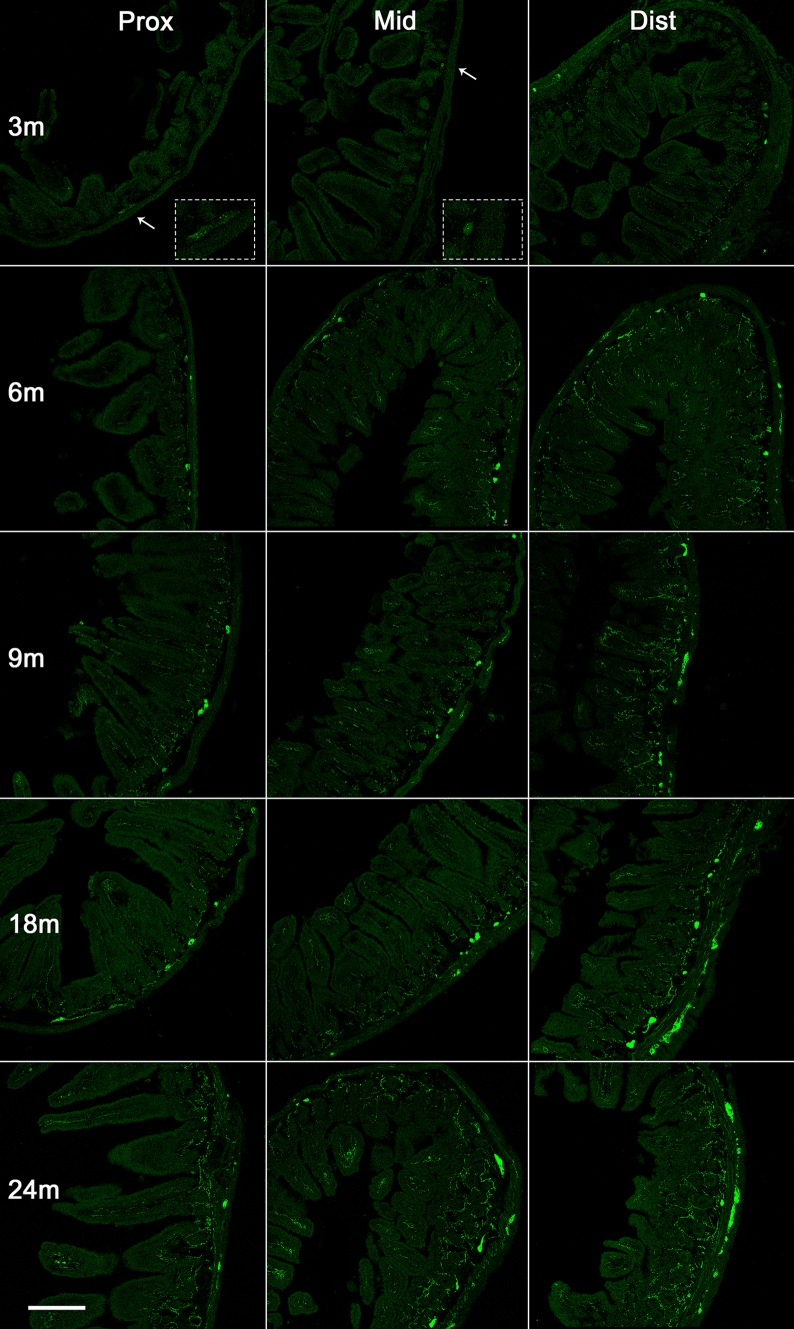 Fig. 1