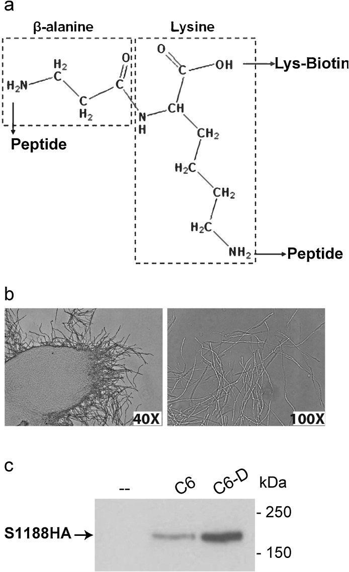 Fig. 5