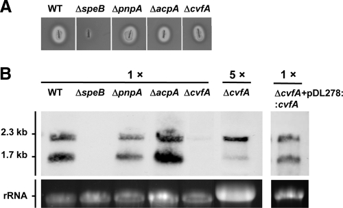 Fig 5