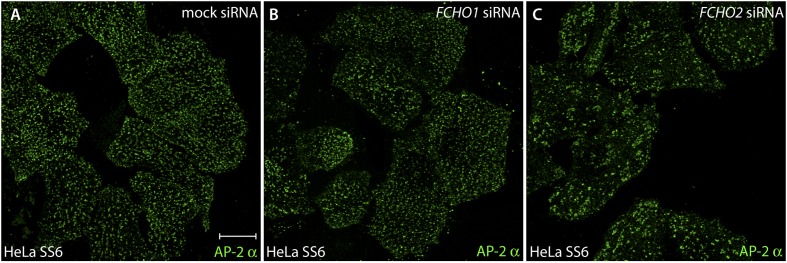 Figure 4—figure supplement 1.