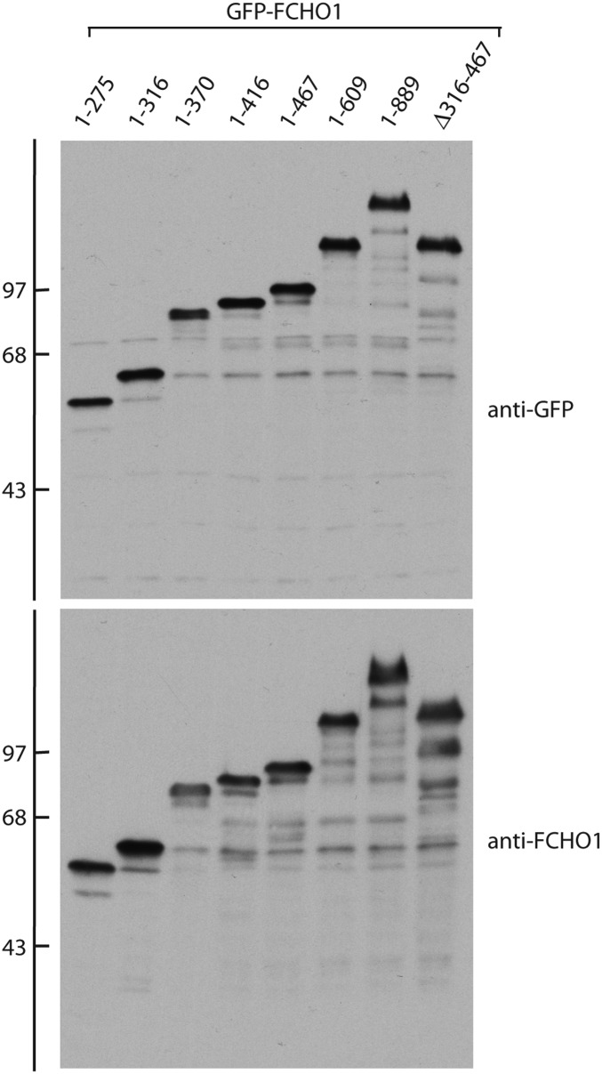 Figure 8—figure supplement 1.