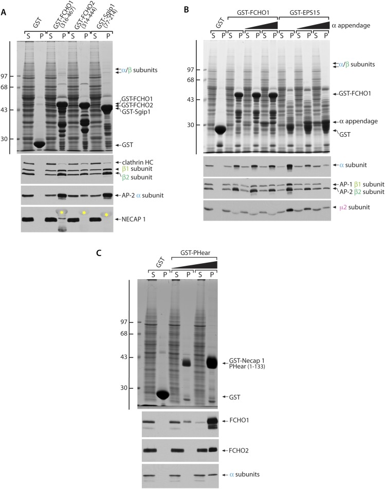 Figure 9—figure supplement 1.