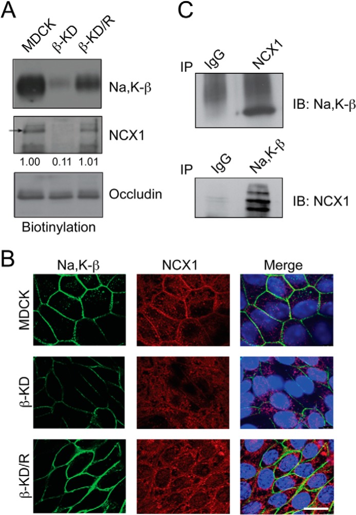 FIGURE 2.