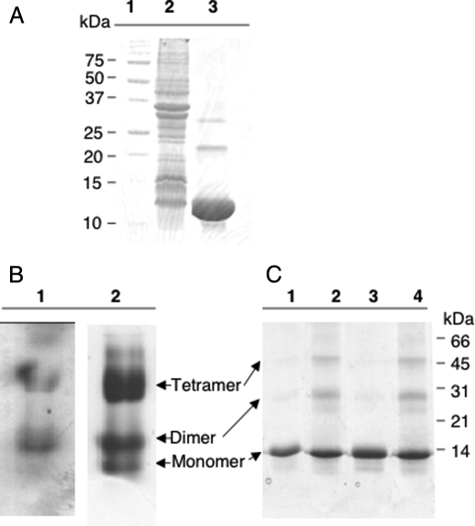 FIGURE 1.