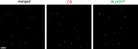 Figure 1—figure supplement 1.