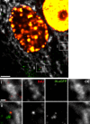 Figure 1—figure supplement 5.