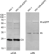 Figure 1—figure supplement 2.
