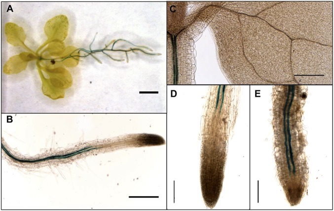 Fig. 2.