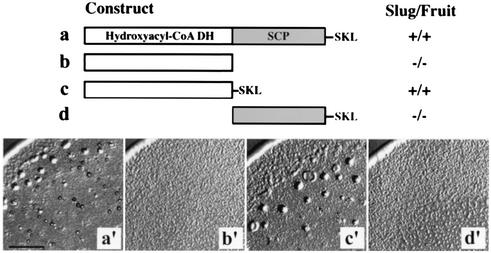 FIG. 5.