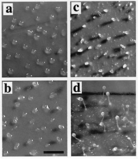 FIG. 7.