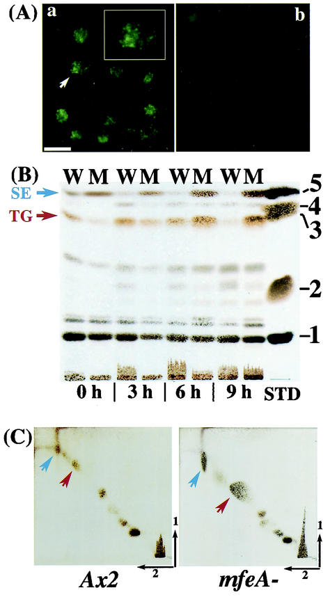 FIG. 6.