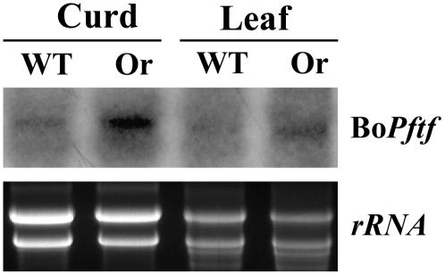 Figure 10.