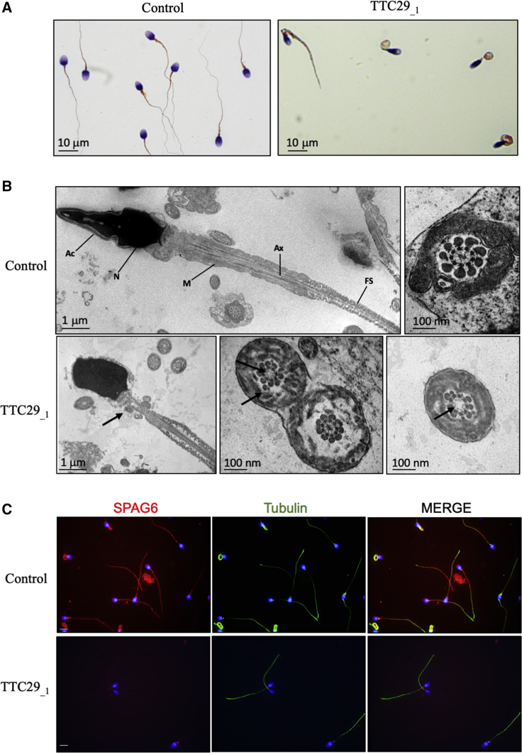 Figure 2