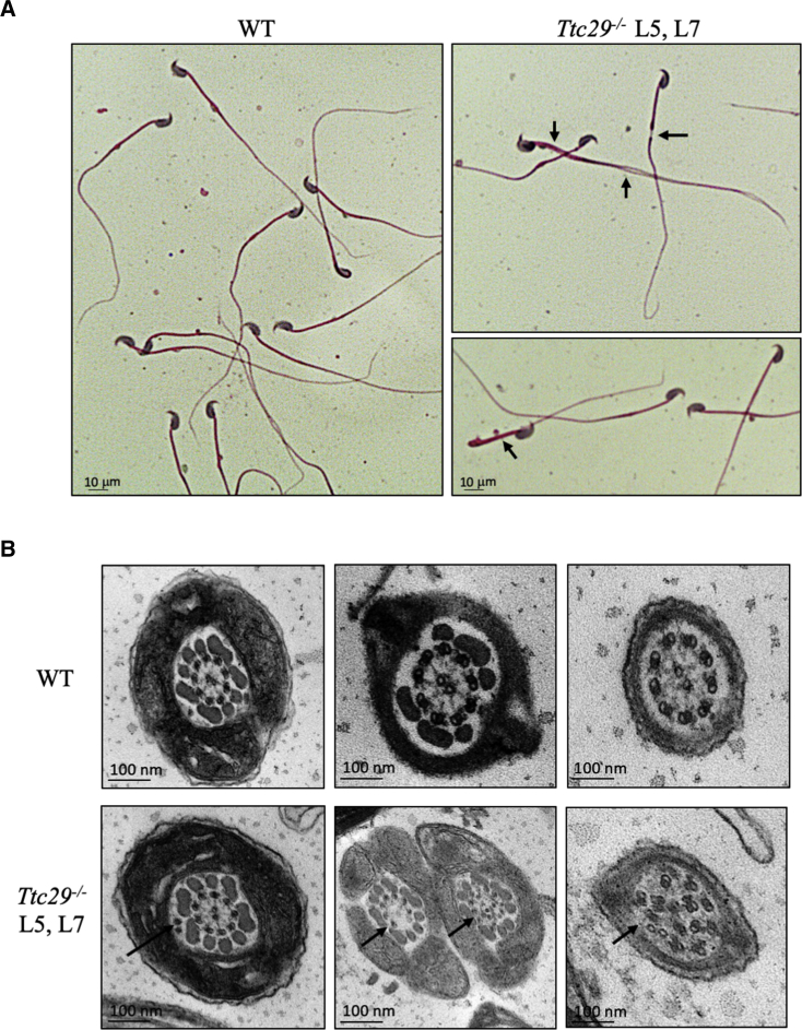 Figure 3