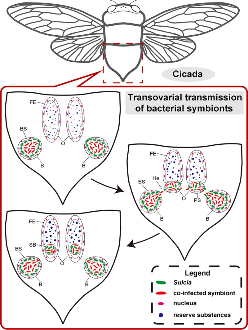 FIG 1