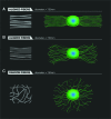 <b>FIG. 2.</b>