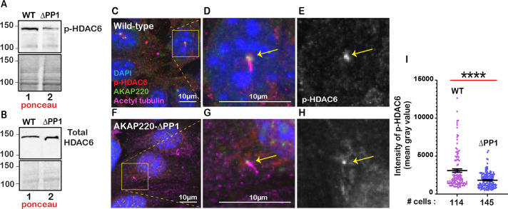 Figure 3—figure supplement 2.