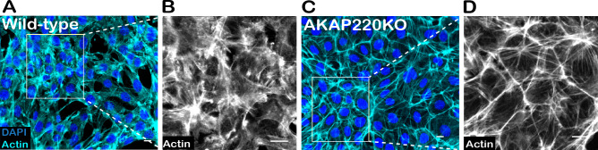 Figure 4—figure supplement 1.