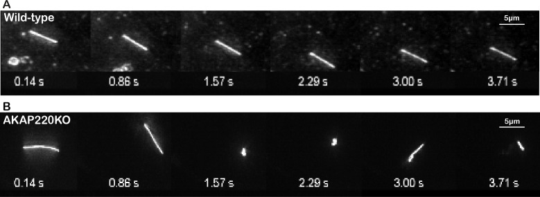 Figure 6—figure supplement 1.