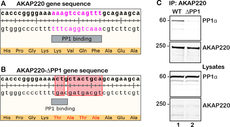 Figure 3—figure supplement 1.