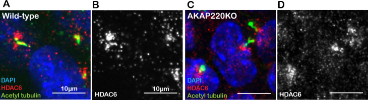 Figure 2—figure supplement 1.