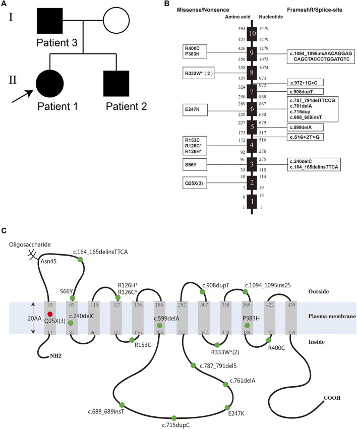 FIGURE 1