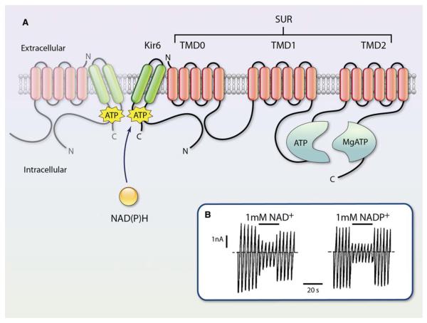 Figure 7