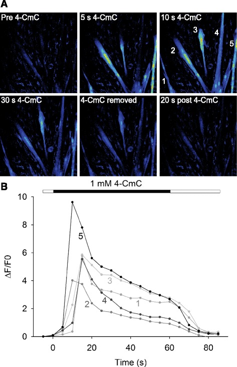 Fig. 2