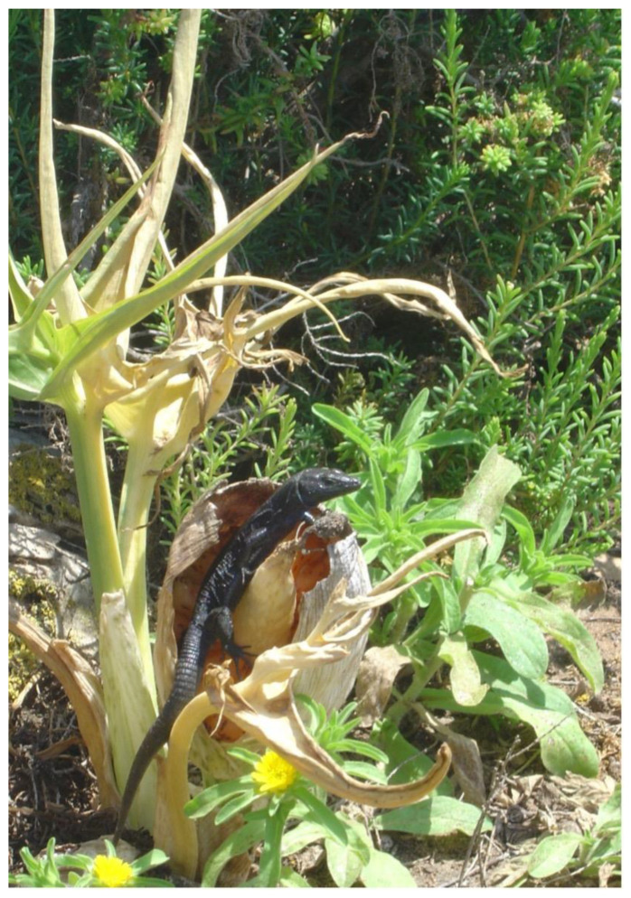 Figure 10