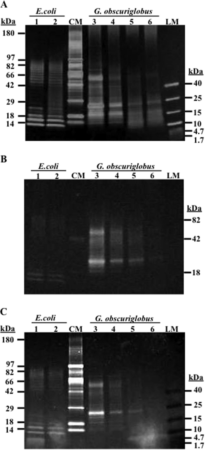 FIG 2