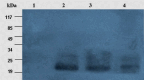Fig. 4