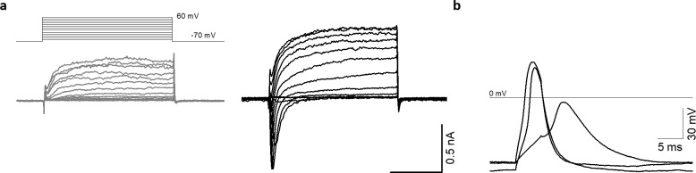 Figure 4—figure supplement 1.