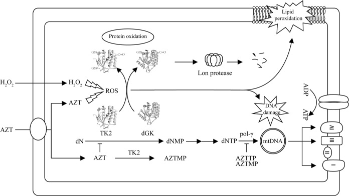 FIG 7