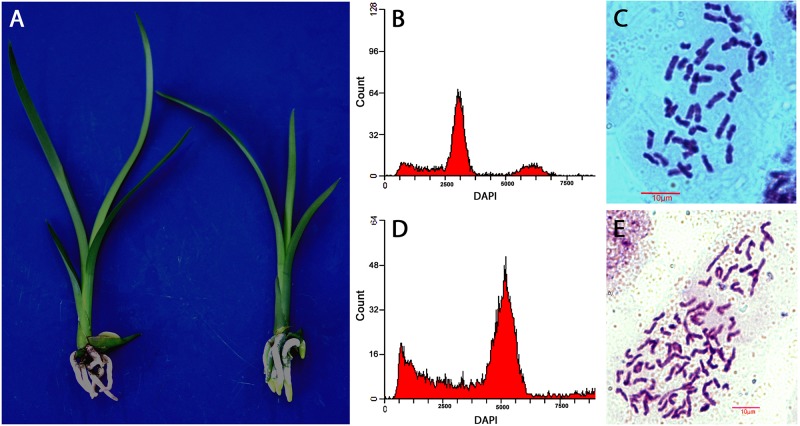 FIGURE 3