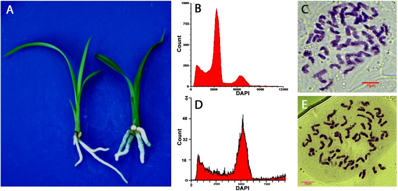 FIGURE 2