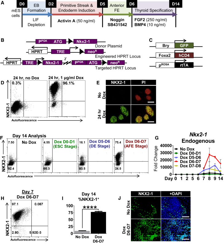 Figure 1